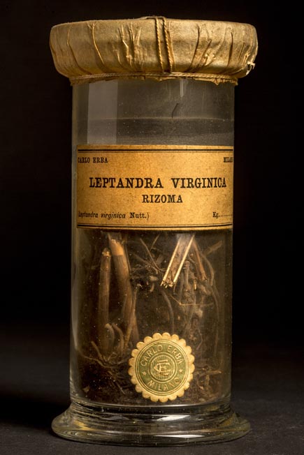 LEPTANDRA VIRGINICA - corteccia